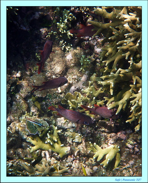 2012 - 07 - Dauin Sanctuary 52